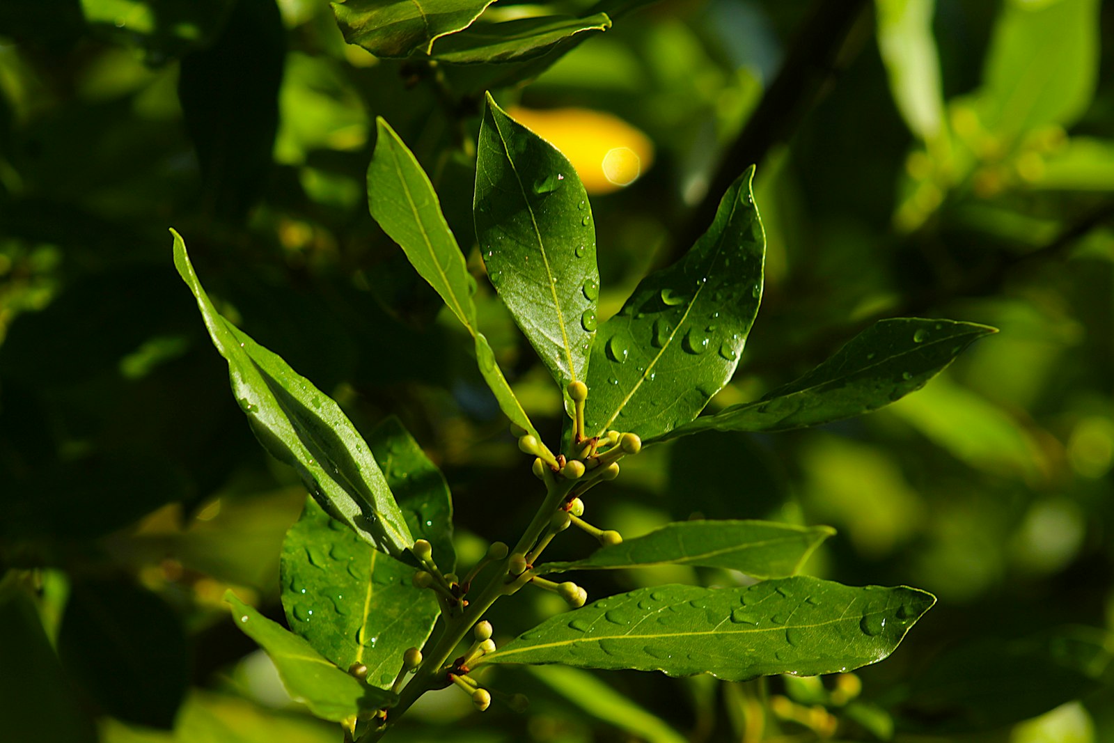 Branche de laurier noble (Laurus nobilis) avec gouttes de rosée